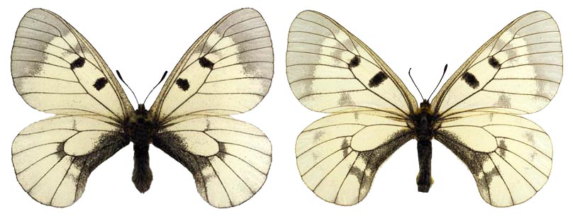  Parnassius mnemosyne caucasica Verity, [1911]. Самец: 13.05.2009, Северный Кавказ, окрестности Пятигорска, гора Лысая. Собрал В. В. Тихонов. Самка: 6.06.2009, Дагестан, окрестности Махачкалы, ущелье Талги. Собрал В. В. Тихонов. 